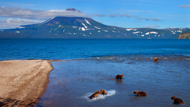 grizzly bears catching salmon - katmai peninsula imagens e fotografias de stock