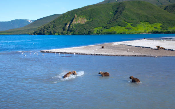 istock Grizzly Bears Catching Salmon 684792824