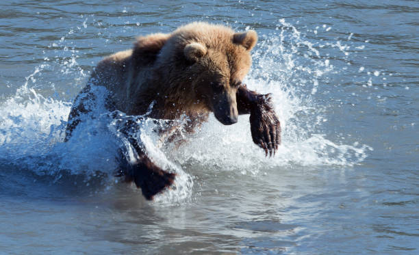 istock Grizzly Bears Catching Salmon 684792832