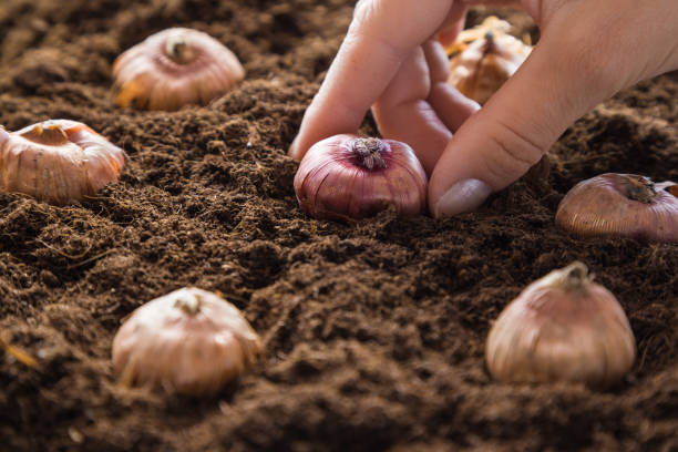 plantación de bulbos de flor de gladiola en el suelo a mano. preparativos para la temporada de jardín en primavera. - gladiolus flower bulb planting origins fotografías e imágenes de stock