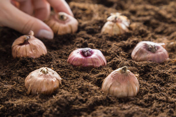 花の球根を地面に gladiola 手植え。庭の季節のための早春の準備。 - gladiolus flower bulb planting origins ストックフォトと画像