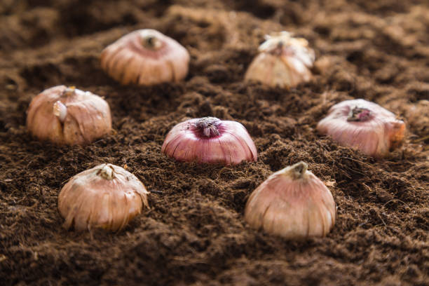 bulbos de gladiola flores plantar en el suelo. preparativos para la temporada de jardín en primavera. - gladiolus flower bulb planting origins fotografías e imágenes de stock