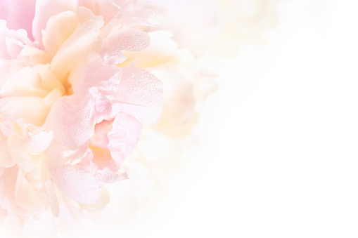 A gorgeous floral background with delicate petals of a blooming peony on a white background.