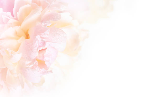 A gorgeous floral background with delicate petals of a blooming peony. - fotografia de stock