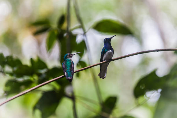 istock Hummingbird in Gamboa National Park (Panama) 684796540