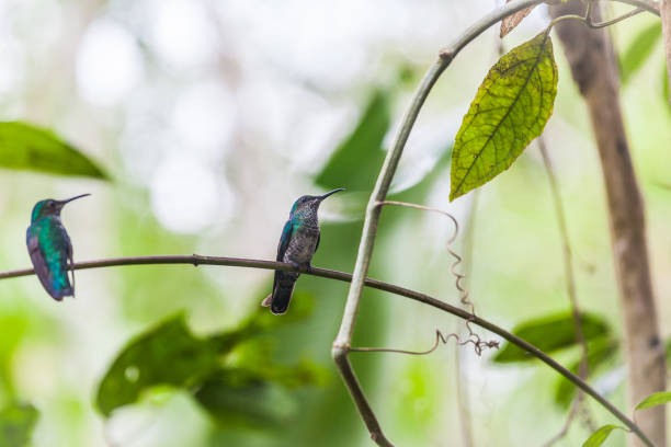 istock Hummingbird in Gamboa National Park (Panama) 684796636