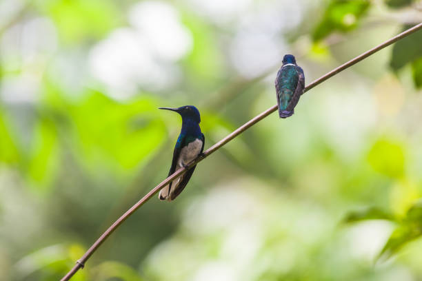 istock Hummingbird in Gamboa National Park (Panama) 684797062