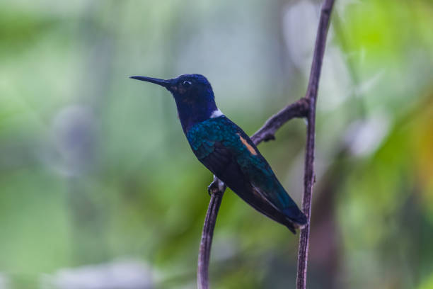 istock Hummingbird in Gamboa National Park (Panama) 684799466