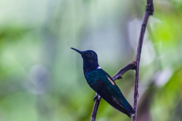 istock Hummingbird in Gamboa National Park (Panama) 684799536