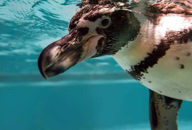 istock Penguin swimming in the zoo 684803530