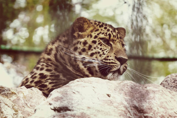 Leopard in captivity at Emirates Park Zoo, United Arab Emirates
