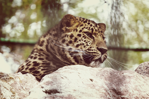 The Amur leopard sits in a cage in the Novosibirsk zoo. Portrait of a beautiful leopard
