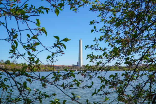 istock Washington Memorial - view from the Tidal Basin - WASHINGTON DC - COLUMBIA - APRIL 7, 2017 684806866