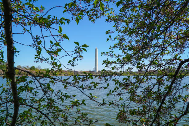 istock Washington Memorial - view from the Tidal Basin - WASHINGTON DC - COLUMBIA - APRIL 7, 2017 684807016