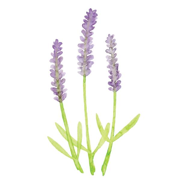 stockillustraties, clipart, cartoons en iconen met aquarel lavendel bloemen - kruidengeneeskunde illustraties