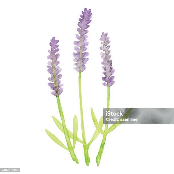 Watercolor Lavender Flowers Stock Illustration - Download Image Now - Lavender - Plant, Flower, Watercolor Painting