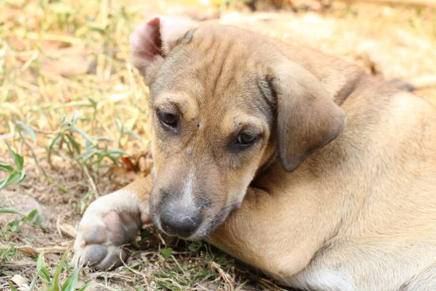 istock Relax Brown Thai dog sleep in grass yard. 684810578
