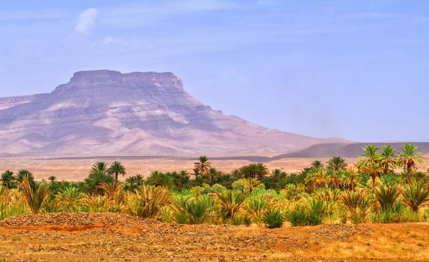istock Date palms landscape in oasis in Draa Valley, Morocco 684811240