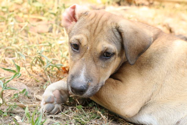 istock Relax Brown Thai dog sleep in grass yard. 684814474