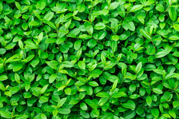 istock Green foliage background, leaf texture, bush, bright vibrant colors, seamless backdrop template, summer, spring 684814530