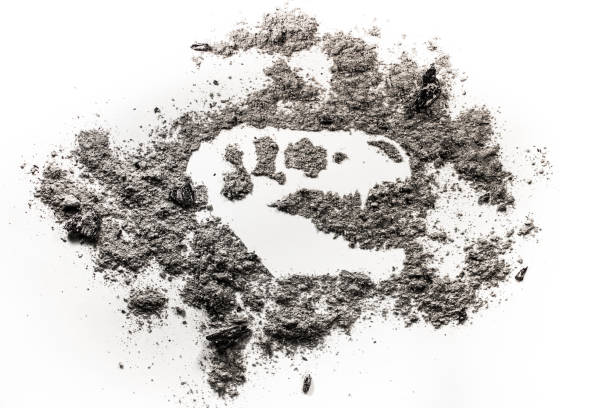 istock Tyrannosaurus dinosaur skull bone silhouette drawing in grey ash 684817404