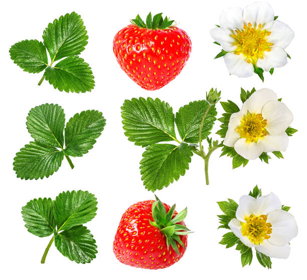 istock strawberry and strawberry flower isolated on white 684817720