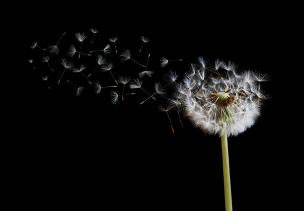 löwenzahnsamen in den wind auf schwarzem hintergrund - flower dandelion stock-fotos und bilder