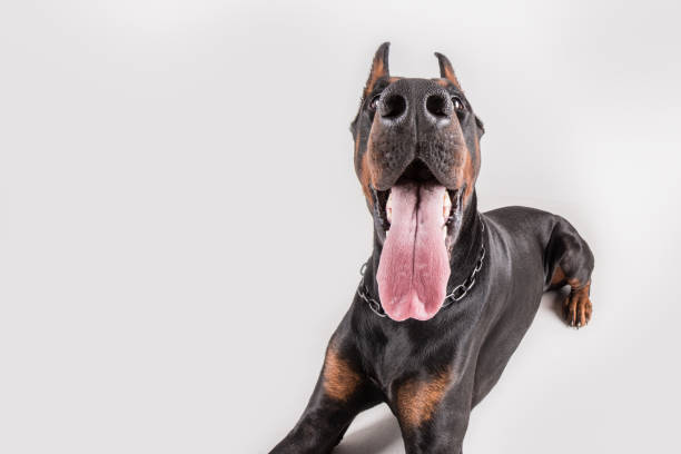 istock Big dog with huge tonque looking at wide angle camera 684822886