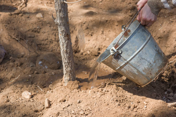 istock Watering tree seedlings after planting into soil. 684823286