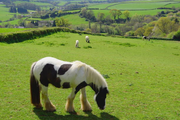 istock Horses grazing on a farmland 684823466