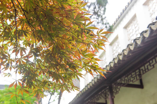 istock Red maple leaves and traditional architecture in Suzhou, China. 684823850