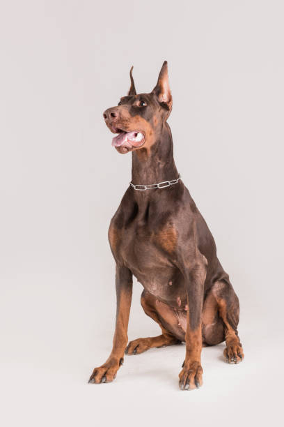 istock Athletic female dog sitting and listening commands 684824062