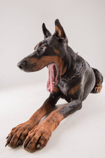 istock Yawning dog with big tonque 684826072