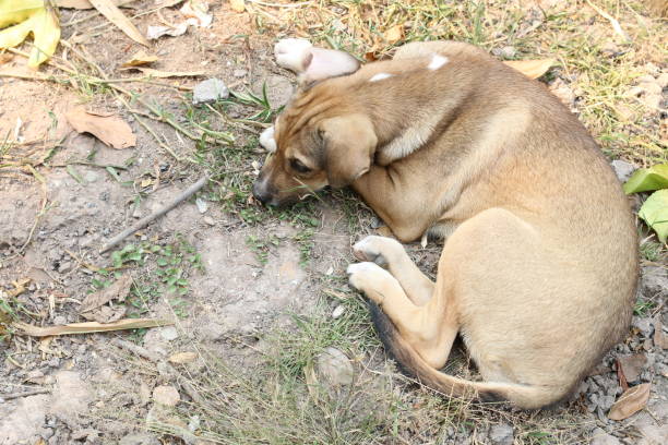 istock Relax Brown Thai dog sleep in grass yard. 684826860