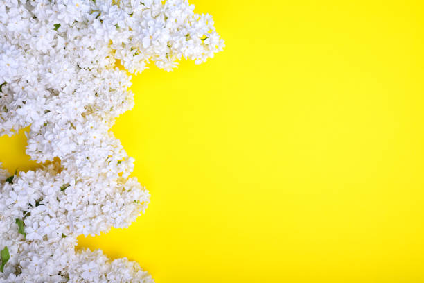 istock Blooming bouquet of white lilac 684827084