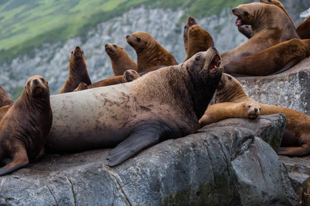 istock Rookery Steller sea lions 684827182
