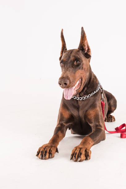istock Female pet purebreed dobermann lying on white background 684827296