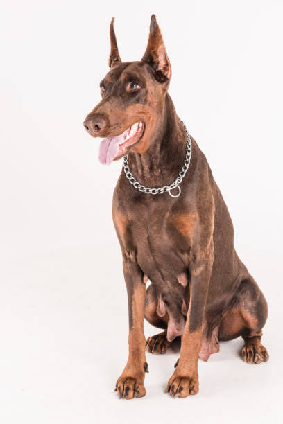 istock Goergous pet dog sitting in front of white background 684827324