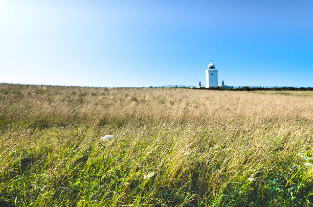 l'herbe se plie dans le vent au phare du sud de foreland en été - grass tall timothy grass field photos et images de collection