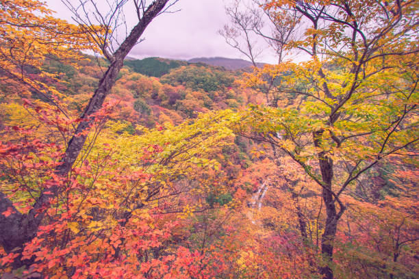 istock Walkway path on Nyoho Mt. with Japanese Maple leaf. Kirifuri waterfalls beautiful autumn at Nikko National Park, Japan. Colorful of leaf change to red and orange in Autumn. 684829930