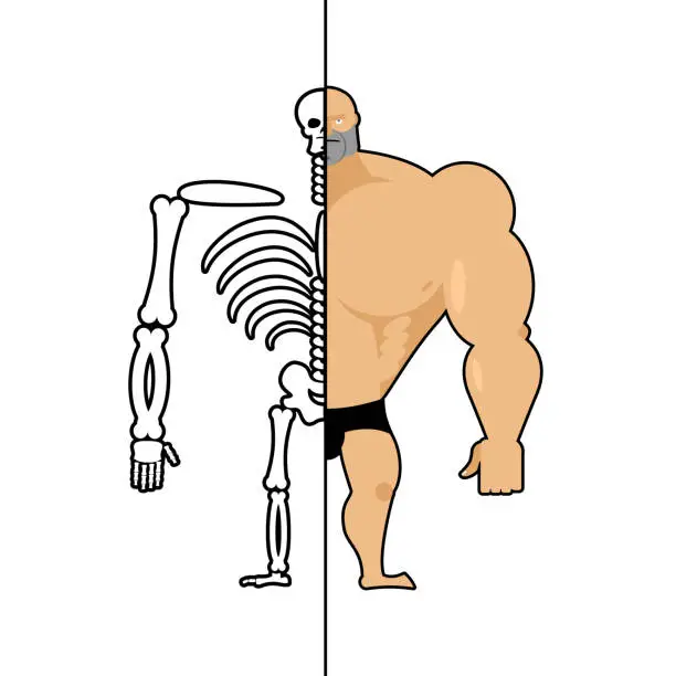 Vector illustration of human structure. Skeleton men. construction of athlete. Bones and skull. Athlete internal organs. Human bone system. Anatomy bodybuilder.