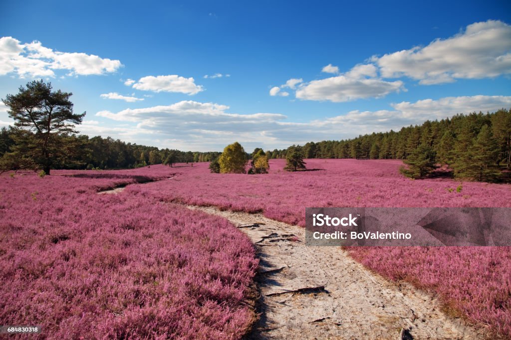 heather pink heather landscape with a blue sky Lüneburg Heath Stock Photo