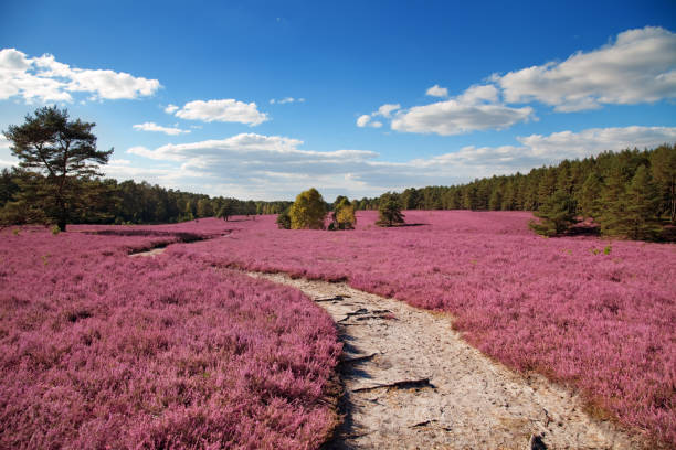 heather pink heather landscape with a blue sky lüneburg heath stock pictures, royalty-free photos & images