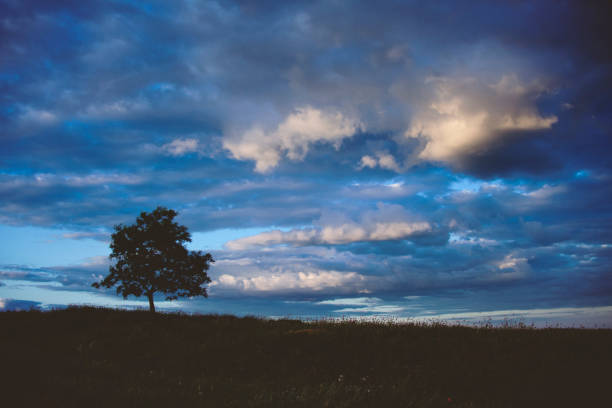 istock Landscape with a lonely tree and a low cloudy sky 684830368