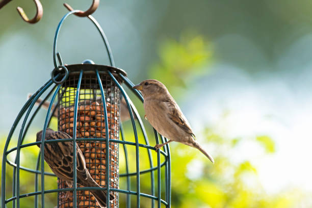 istock House sparrows on hanging feeder in summer garden. 684834838