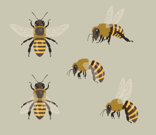 Honey Bees, different views Honey Bees drawn in realistic style in different views bee species stock illustrations