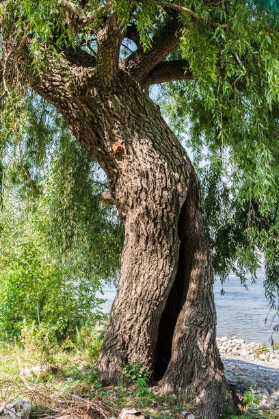 крупным планом ствол величественного зеленого тополя с полыми на берегу реки. - tree tall poplar tree bark стоковые фото и изображения