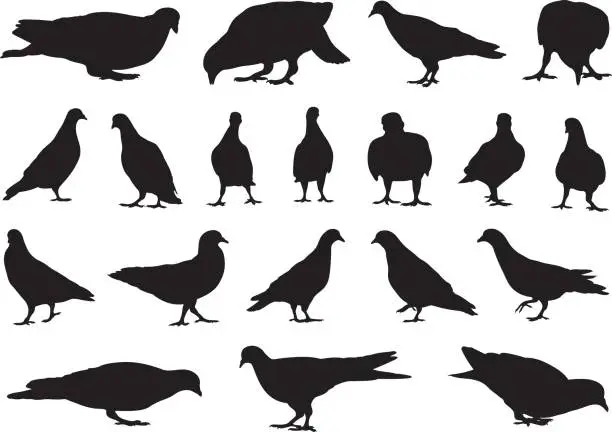 Vector illustration of Illustration of different doves