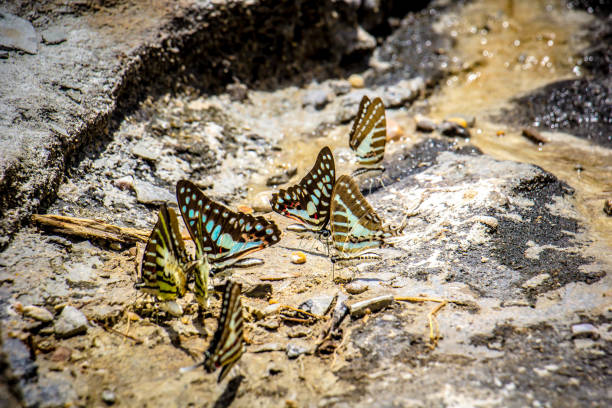 butterflies swarm eats the minerals in the soil
