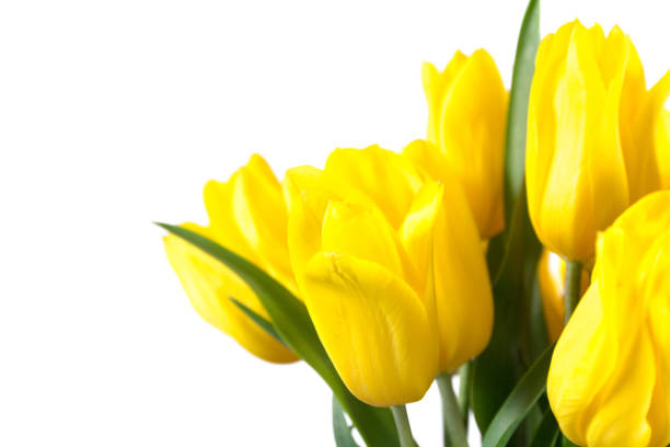 istock Bouquet of yellow tulips on white background 684877126